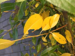 Die Blätter verfärben sich im Oktober gelb