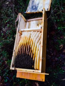 Die Bienenkiste bei der Oxalsäurebehandlung im Winter
